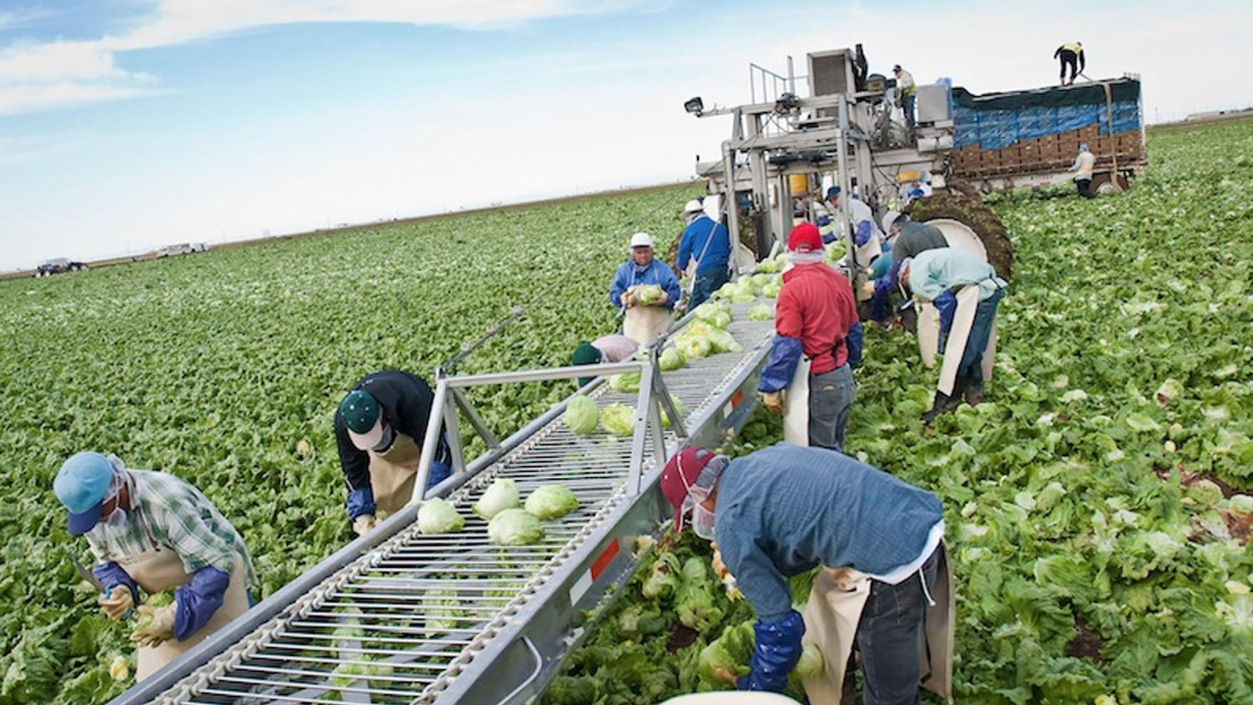 Yuma lettuce growers look to rebuild trust after deadly E. coli outbreak